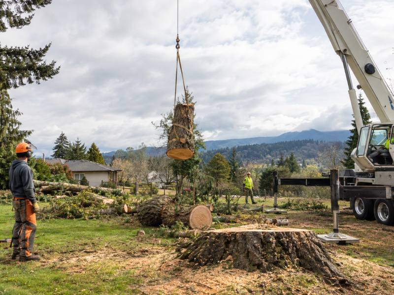 A Don Mills Tree Service crew member assessing a mature tree