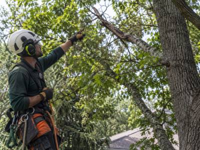 Climber pruning deadwood high in a mature canopy