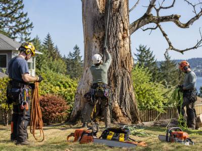 Large removed trunk section on a lawn after a takedown