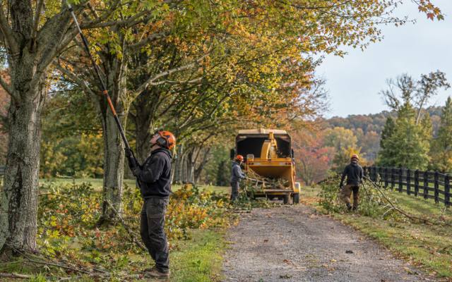 Pruning cut being made in a mature tree's canopy